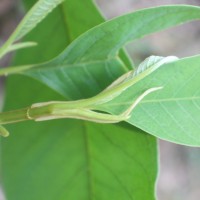 Magnolia champaca (L.) Baill. ex Pierre